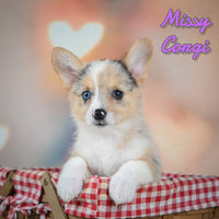 Missy Female Corgi $750