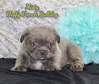 Fluffy French Bulldog