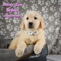 Misty Lou Female Golden Retriever $995