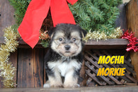 Mocha Male Morkie $865