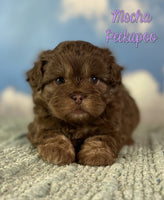 Mocha Female Peekapoo $1525