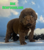 Moe Male AKC Newfoundland $1625