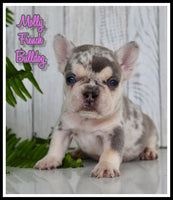 Molly Female AKC French Bulldog $2650
