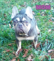 Lilly Female AKC French Bulldog $1750