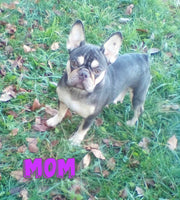 Theo Male AKC French Bulldog $2150