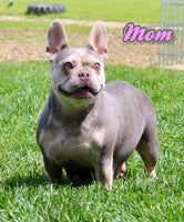 Molly Female AKC French Bulldog $2650