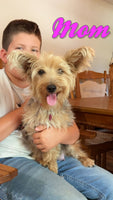 Jordan Male Yorkipoo $550