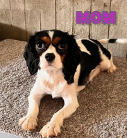 Lincoln Male Cavapoo $500