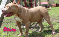 Lalith Female ABKC American Bully $2900