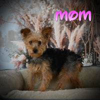 Taffy Female Yorkipoo $325