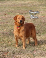 Cassie Female AKC Golden Retriever $950