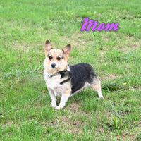 Missy Female Corgi $750