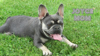 Beth Female AKC French Bulldog $1650