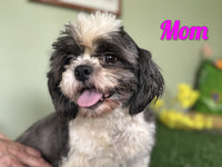 Autumn Female Shihpoo $950