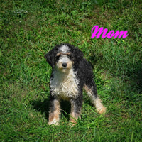 Rocket Male F2 Mini Bernedoodle $850