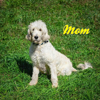 Sammy Male F1B Mini Goldendoodle $695