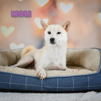 Javon Male AKC Shiba Inu $750