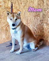 Whiskey Male AKC Shiba Inu $999