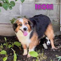 Hadassah Female Mini Australian Shepherd $875