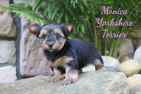Monica Female Yorkshire Terrier $1095