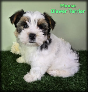 Biewer Terrier
