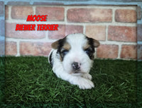 Moose Male Biewer Terrier $3000