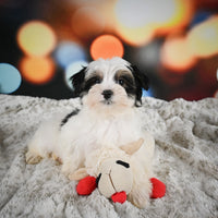 Morkie