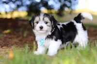 Morkie