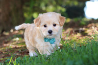 Morkie