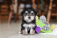 Morkie