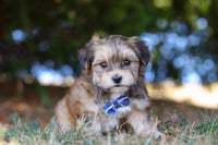 Morkie