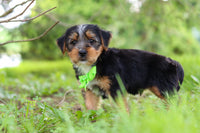 Morkie