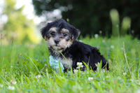 Morkie