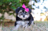 Morkie
