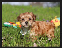 Morkie