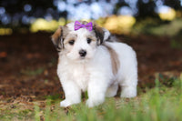 Morkie