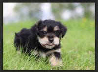 Morkie