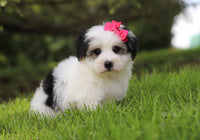 Morkie