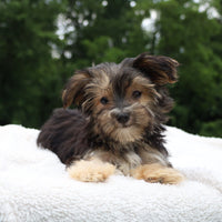 Morkie