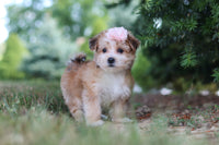 Morkie