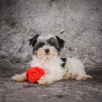 Morkie