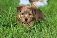 Morkie