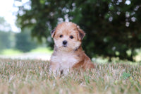 Morkie