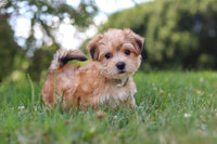 Morkie