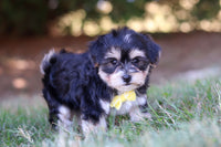 Morkie