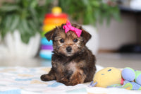 Morkie