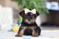 Morkie
