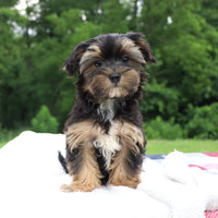 Morkie