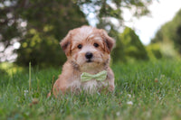  Morkie
