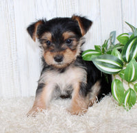 Morkie